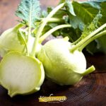 frische Kohlrabi