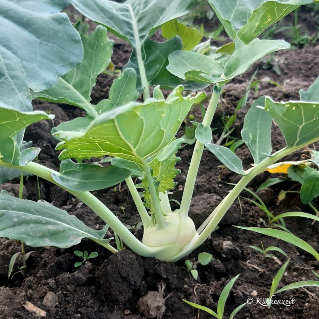 Kohlrabi Pflänzchen